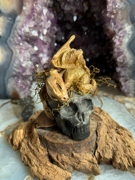 Andarna Golden Baby Dragon | Small Skull & Dragon Sculpture