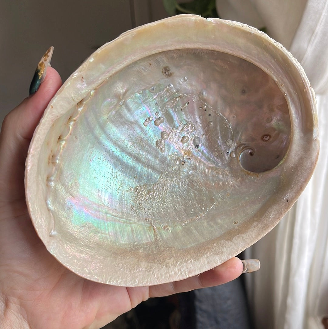 Iridescent Shell Bowl