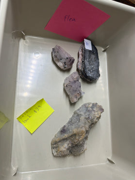 Flea