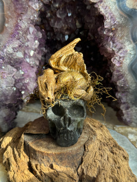 Andarna Golden Baby Dragon | Small Skull & Dragon Sculpture