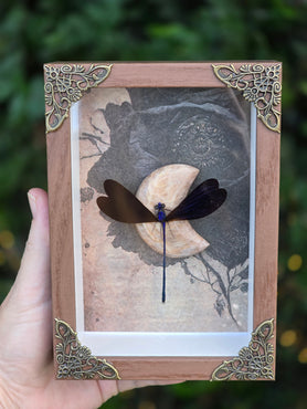 Moonlit Demoiselle
