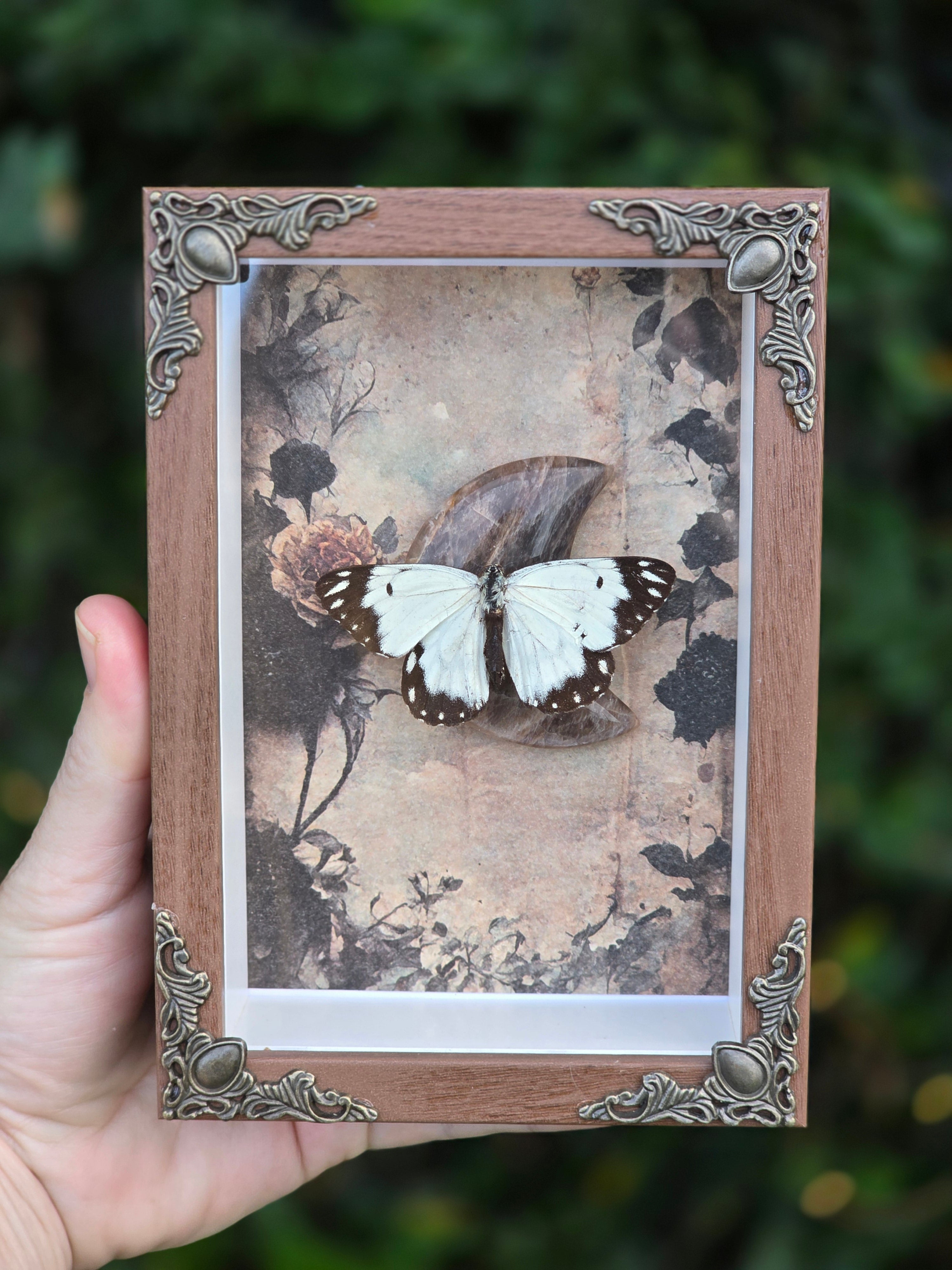 The Ivory Mourning Wing