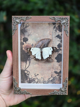 The Ivory Mourning Wing